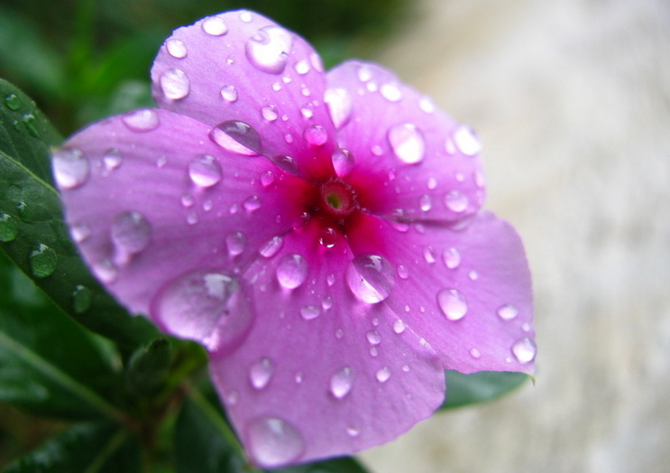 五大核心優勢塑造尊貴品牌——漢斯頓