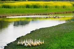 凈水器選擇好品牌代理 扶搖直上九萬里