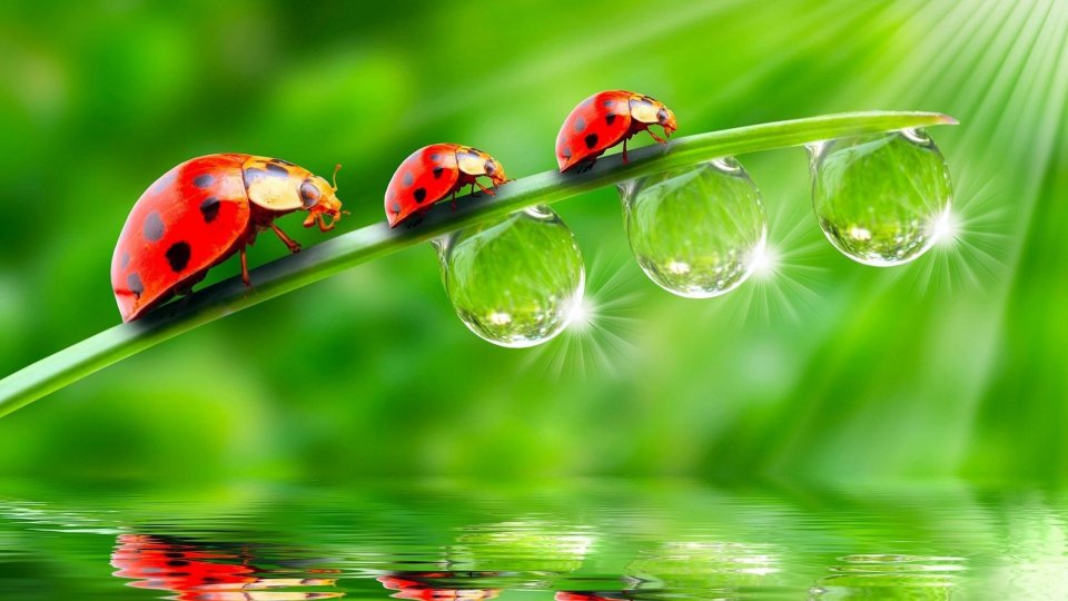 漢斯頓年會節目的巨大影響力